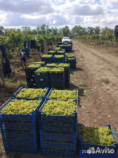 Виноград винный Саперави Северный, Ркацители