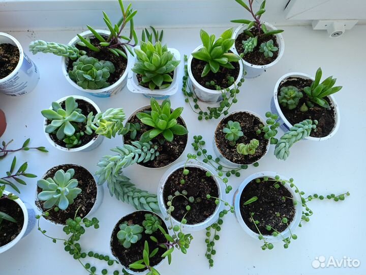 Сукуленты и кактусы