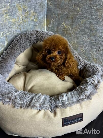 Тикап тедди пудель китай девочка