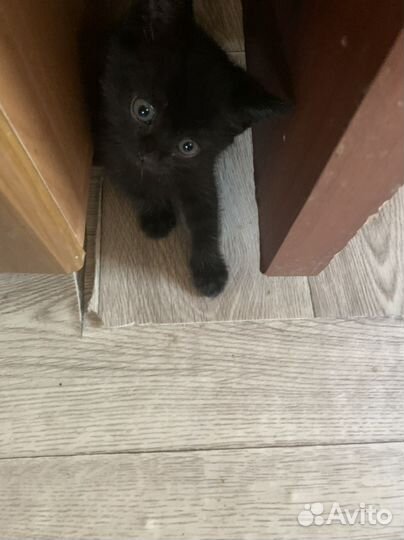 Кошка в дар