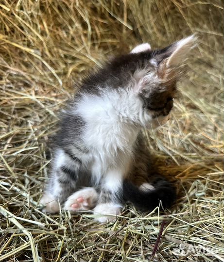 Котята в добрые руки бесплатно