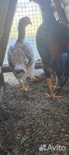 Бойцовские курицы привезено из узбекистана