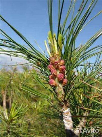 Сосна кедровая привитая