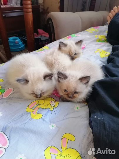 Котята