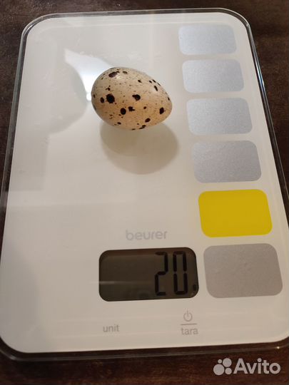 Продам перепелов-несушек техасские белые