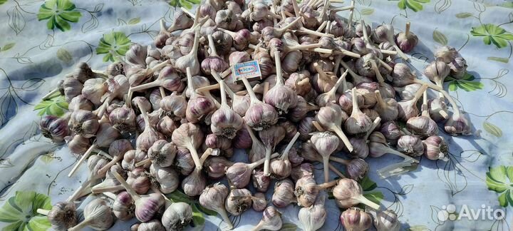 Чеснок домашний