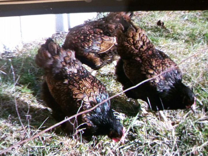 Инкубационное яйцо барневельдер золотистый