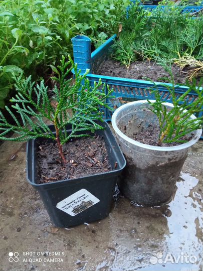 Туя брабант, туевик, Хосери - шарик, голд стар