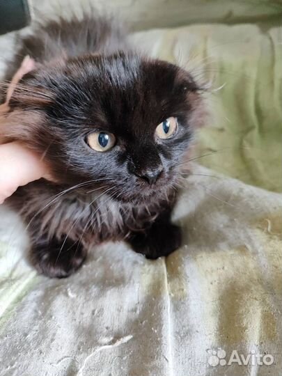 Отдам в добрые руки котят