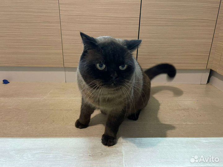 Вязка с Британцем