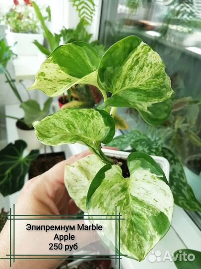 Эпипремнумы (сциндапсусы)