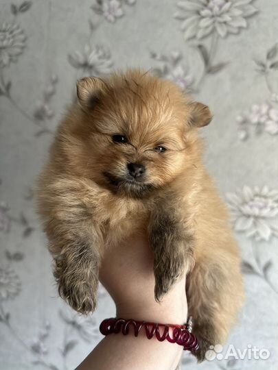 Щенки щпица