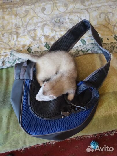 Переноска для мелких собак и кошек