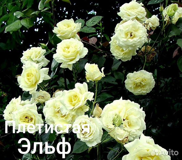 Саженцы роз. 25 сортов