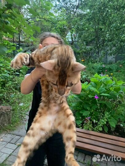 Кот бенгальский найден