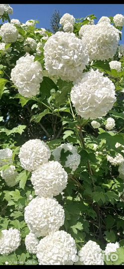 Калина Бульденеж