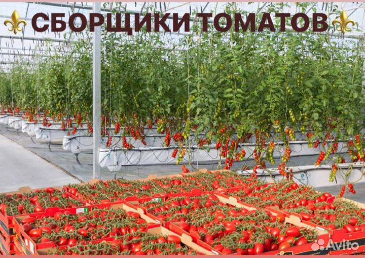 Сотрудники в тепличный комплекс