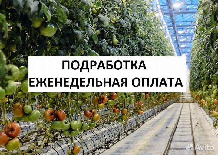 Рабочий в телицу(сбор овощей, график на выбор)