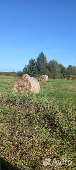 Сено, сенаж, шрот, глютеновый корм