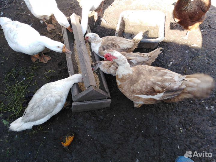 Семья гусей, семья индоуток