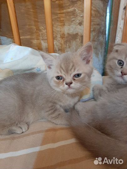 Шотландские котята