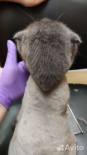 Стрижка кошек и собак, груминг