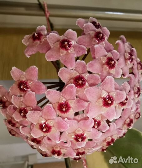 Хойа Crimson Queen