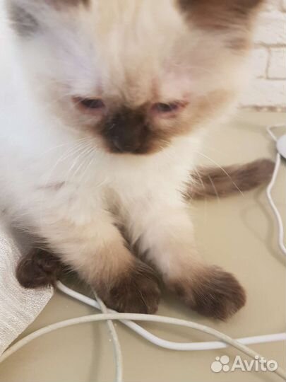 Котята Рэгдолл