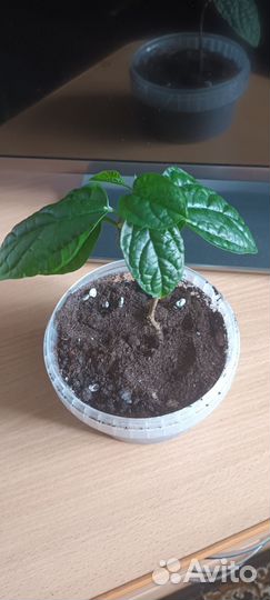 Клеродендрум госпожи томпсон