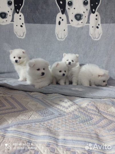 Щенки немецкого шпица