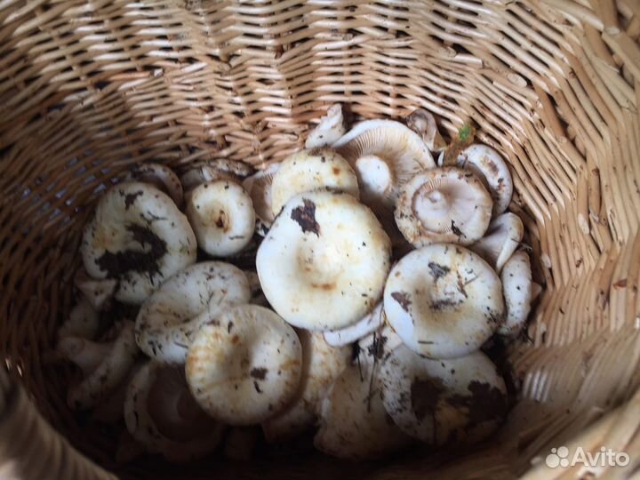 Свежие грибы и ягоды