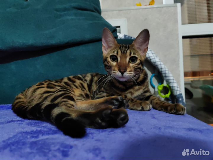 Бенгальская кошка