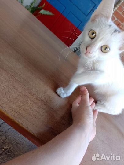 Кошки бесплатно