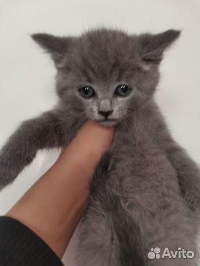 Котята 2 месяца