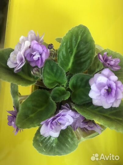 Цветущие фиалки