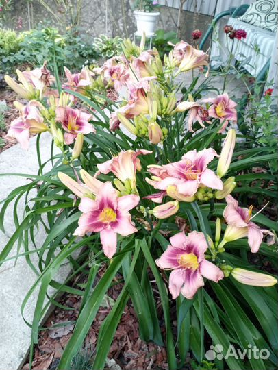 Лилейники сортовые