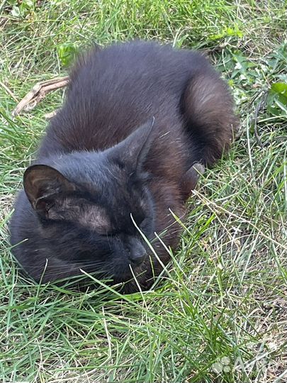 Ласковая кошечка Шура в добрые руки