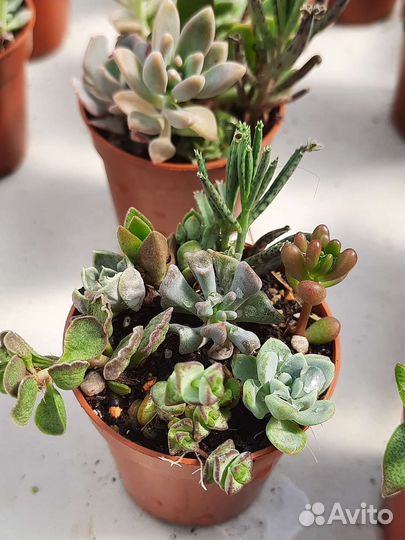 Наборы разноцветных суккулентов
