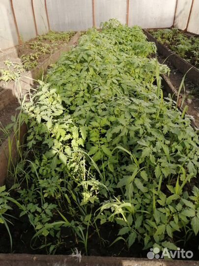 Рассада перец болгарский, помидор