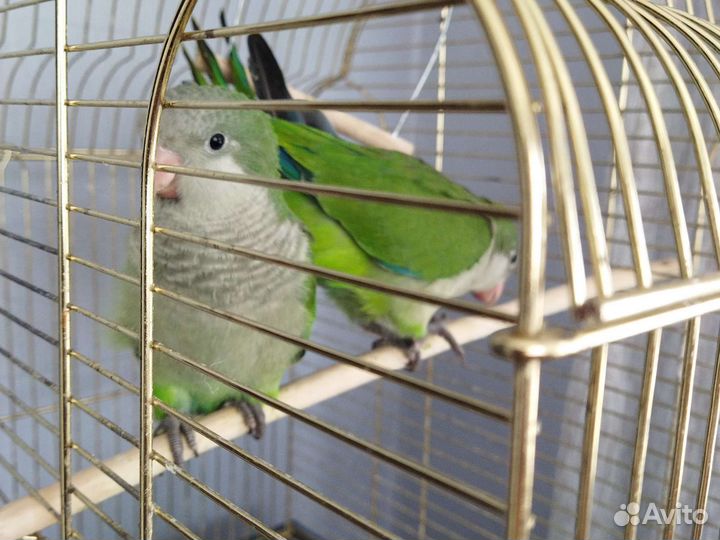 Ручной монах