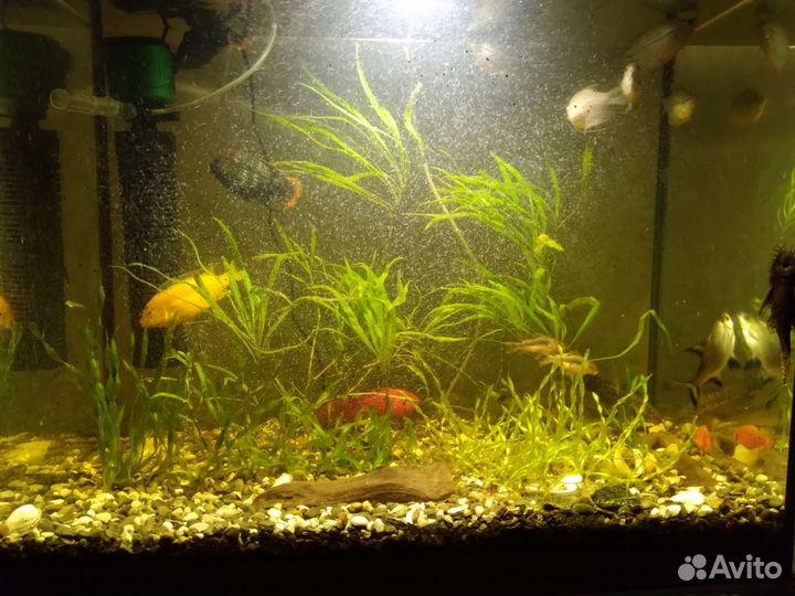 Аквариумные рыбы