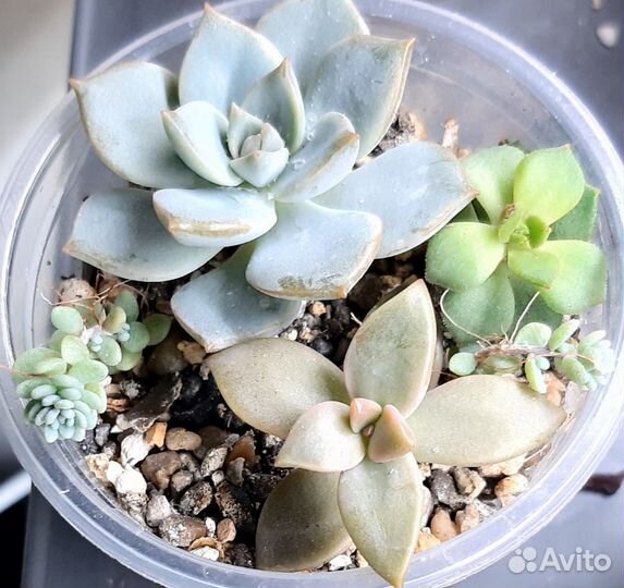 Суккуленты и садики из сукулентов
