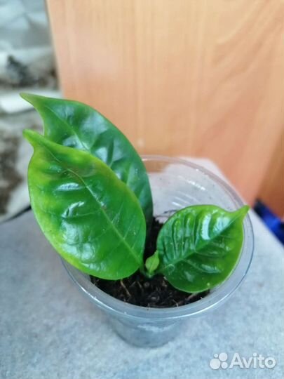 Табернемонтана