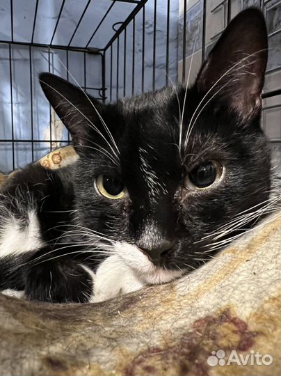 Своенравный котище в клетке в добрые руки