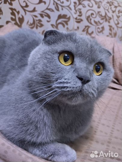 Шотландская вислоухая