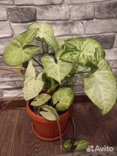 Комнатные растения и цветы