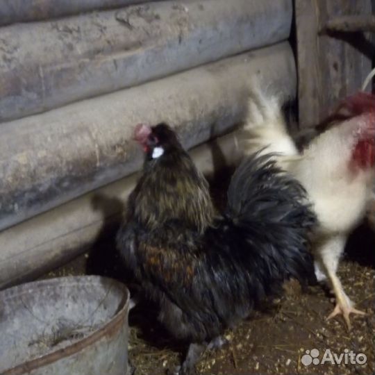 Молодые петухи