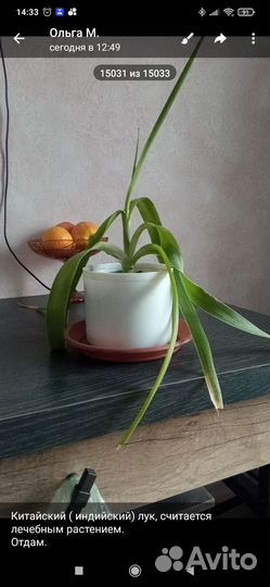 Китайский (индийский) лук, Толстянка