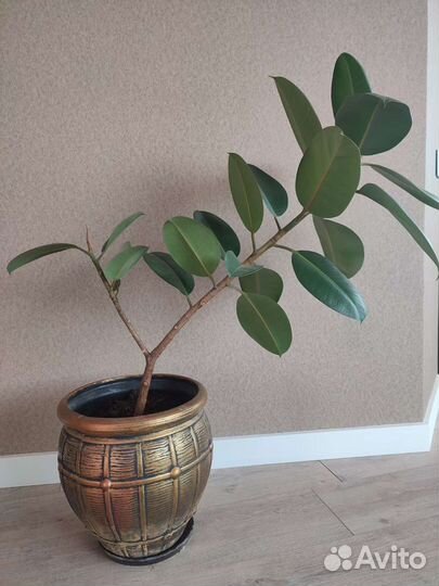 Фикус с кашпо