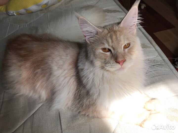 Кот бесплатно